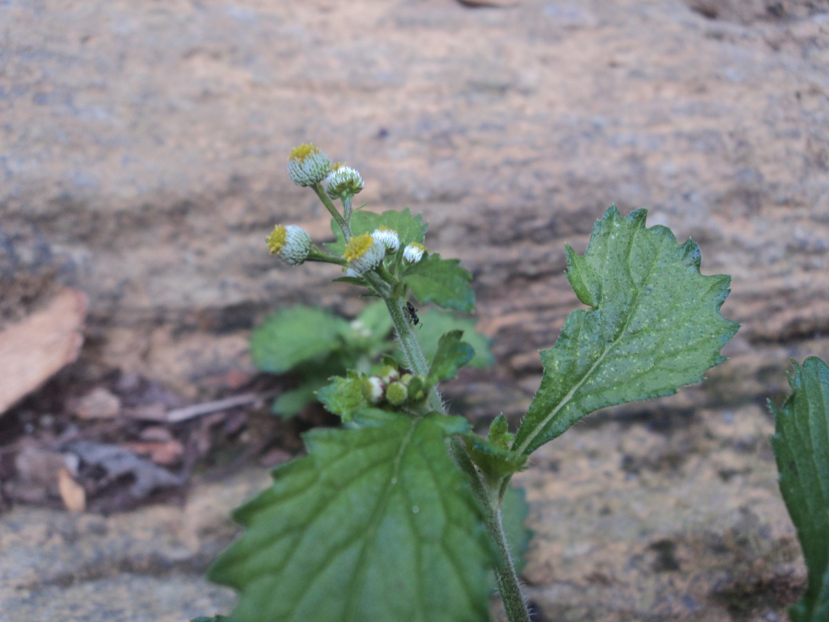 Dichrocephala integrifolia (L.f.) Kuntze